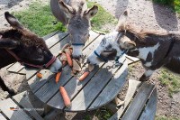 Streichelzoo Veluwe die Niederlande Niederlande